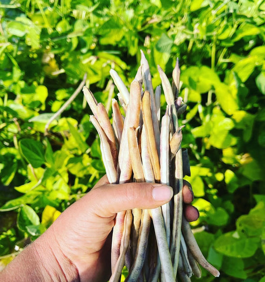 Tohono O’odham Cowpea Bean