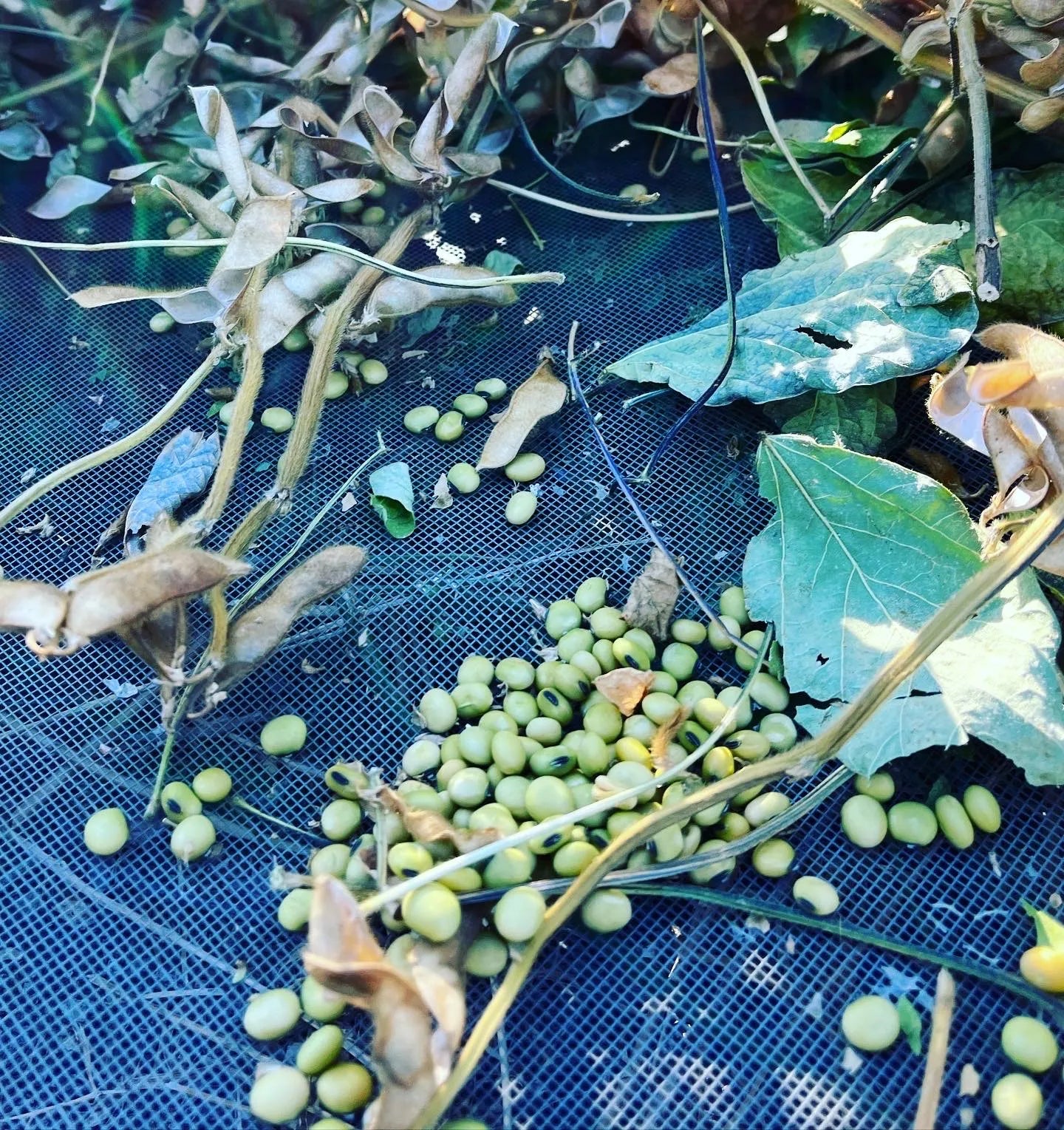 Kosodeguri Extra Early Soybean