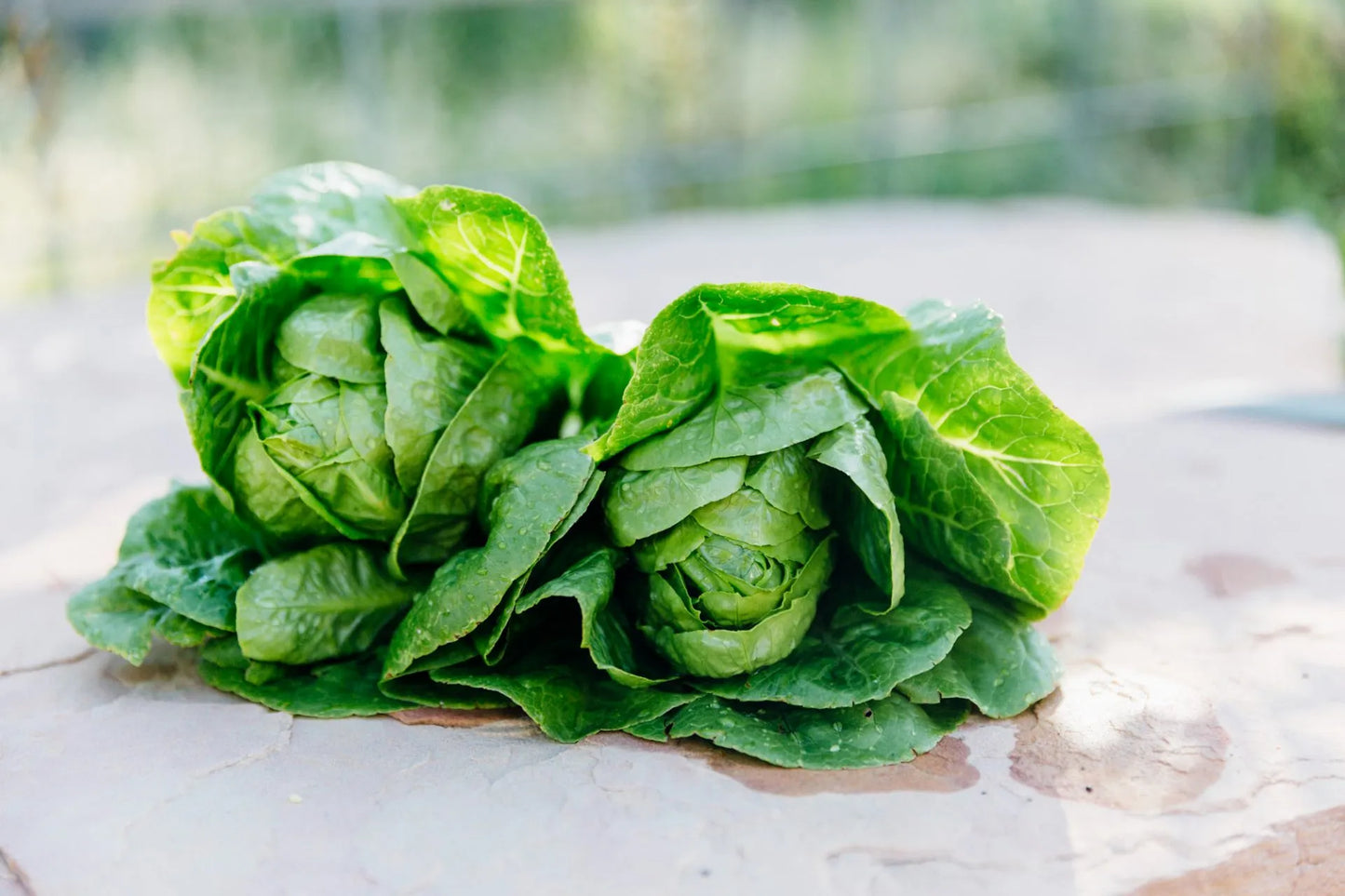 Sucrine Lettuce