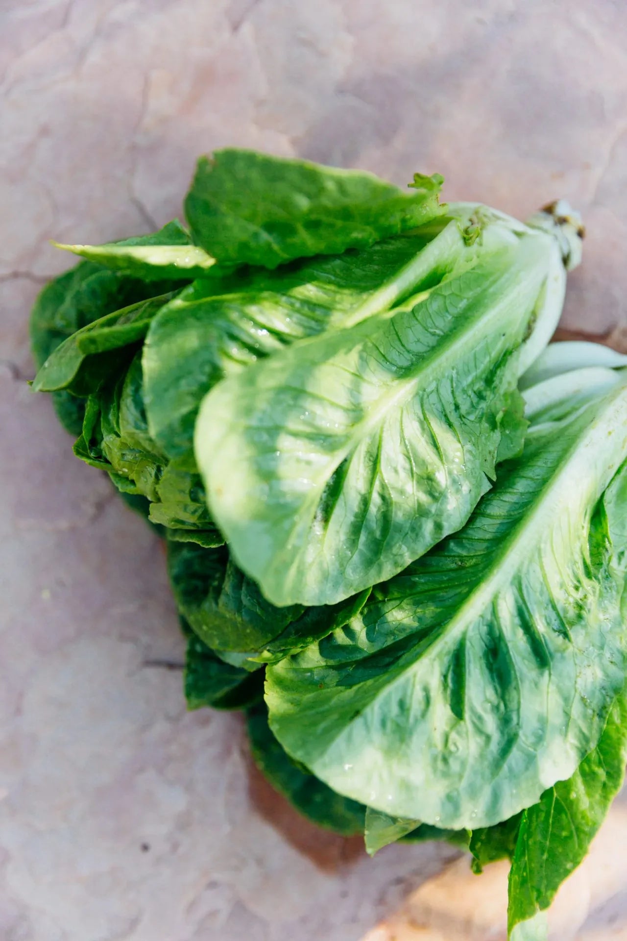 Sucrine Lettuce