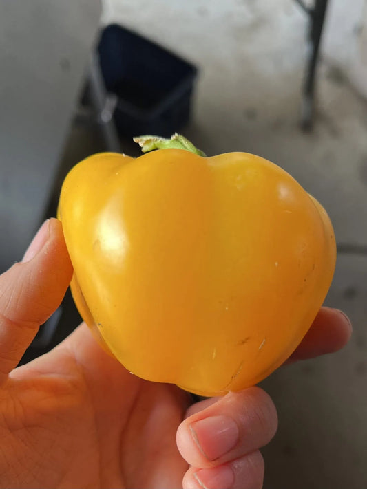 Capriglio Amarillo Pepper