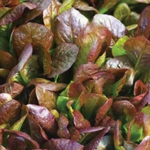 Cimarron Lettuce