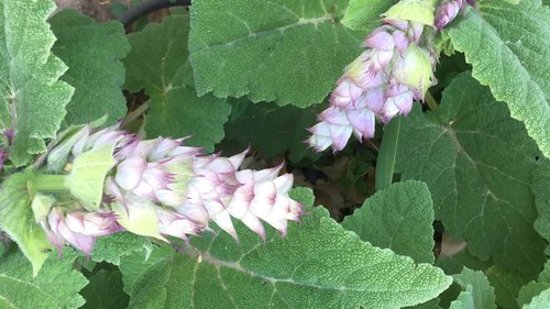 Clary Sage