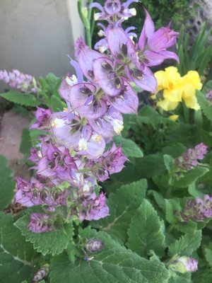 Clary Sage