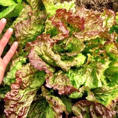 Drunken Woman Lettuce