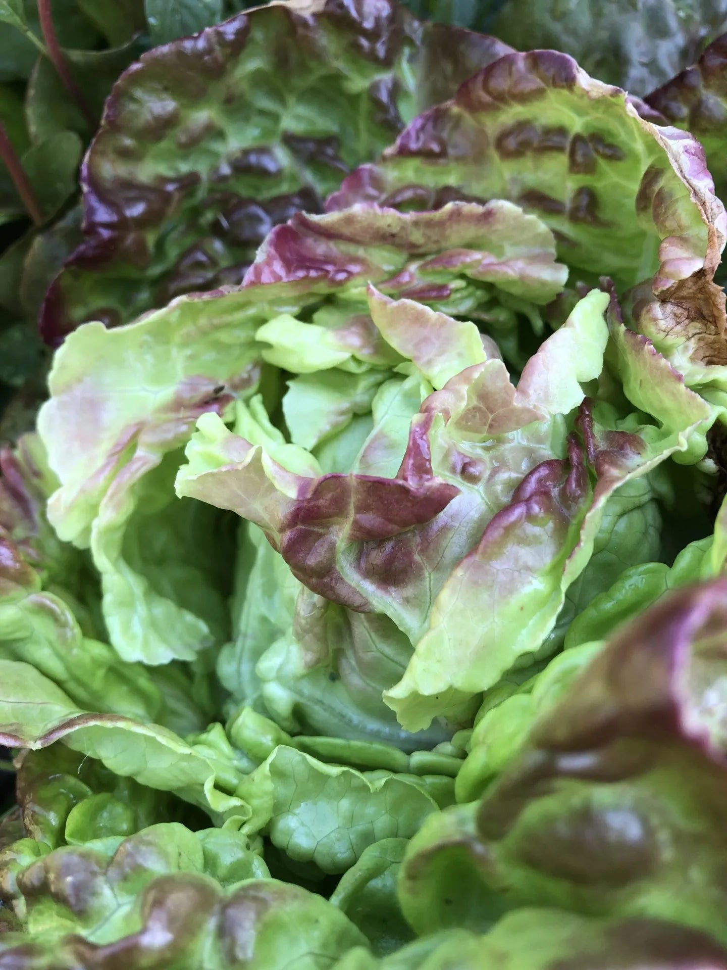 Pirat Lettuce