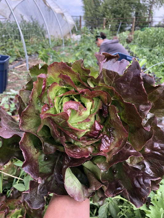 Yugoslavian Red Lettuce