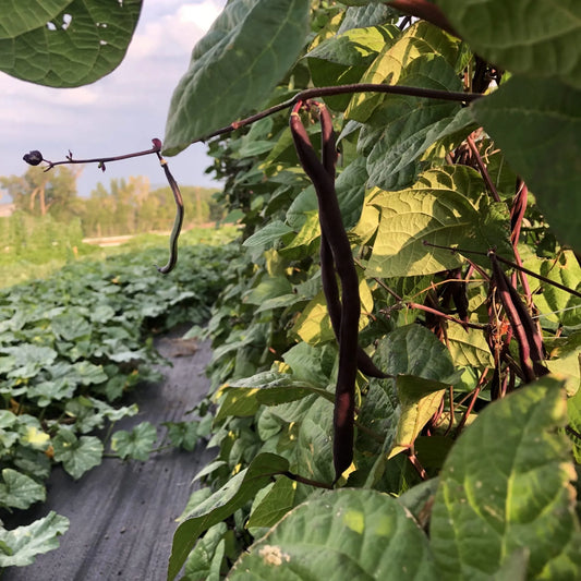 Trionfo Violetto Bean