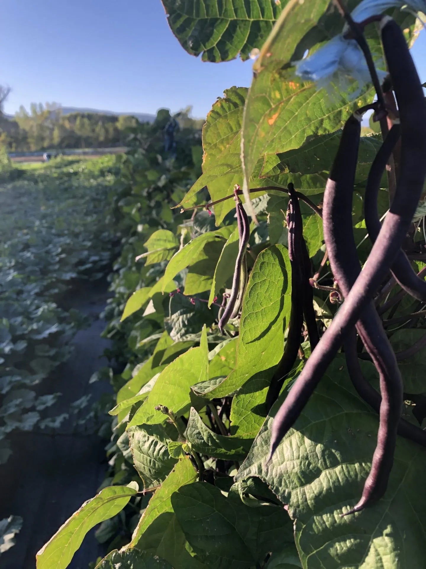 Trionfo Violetto Bean
