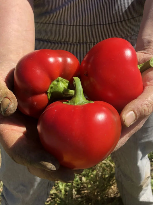 Capriglio Rosso Pepper