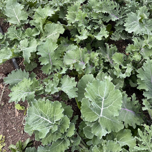 True Siberian Kale