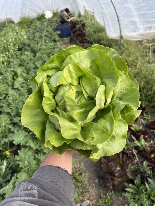 Divina Lettuce