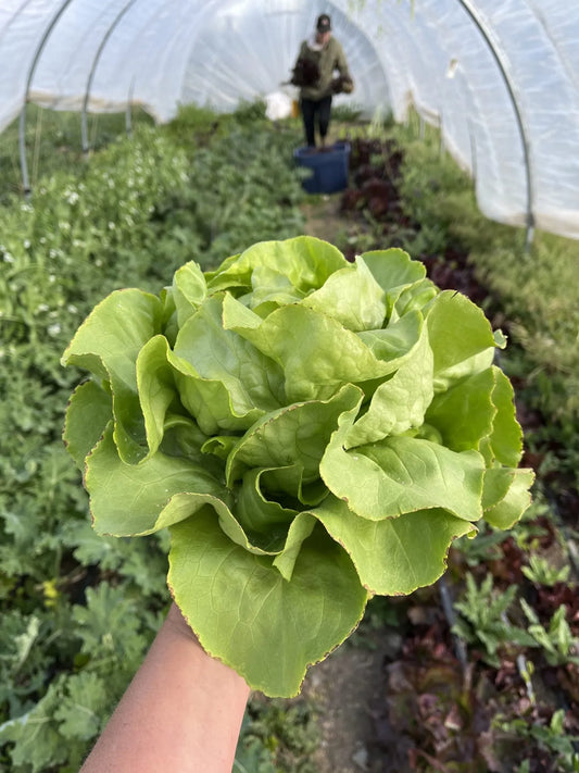 Divina Lettuce