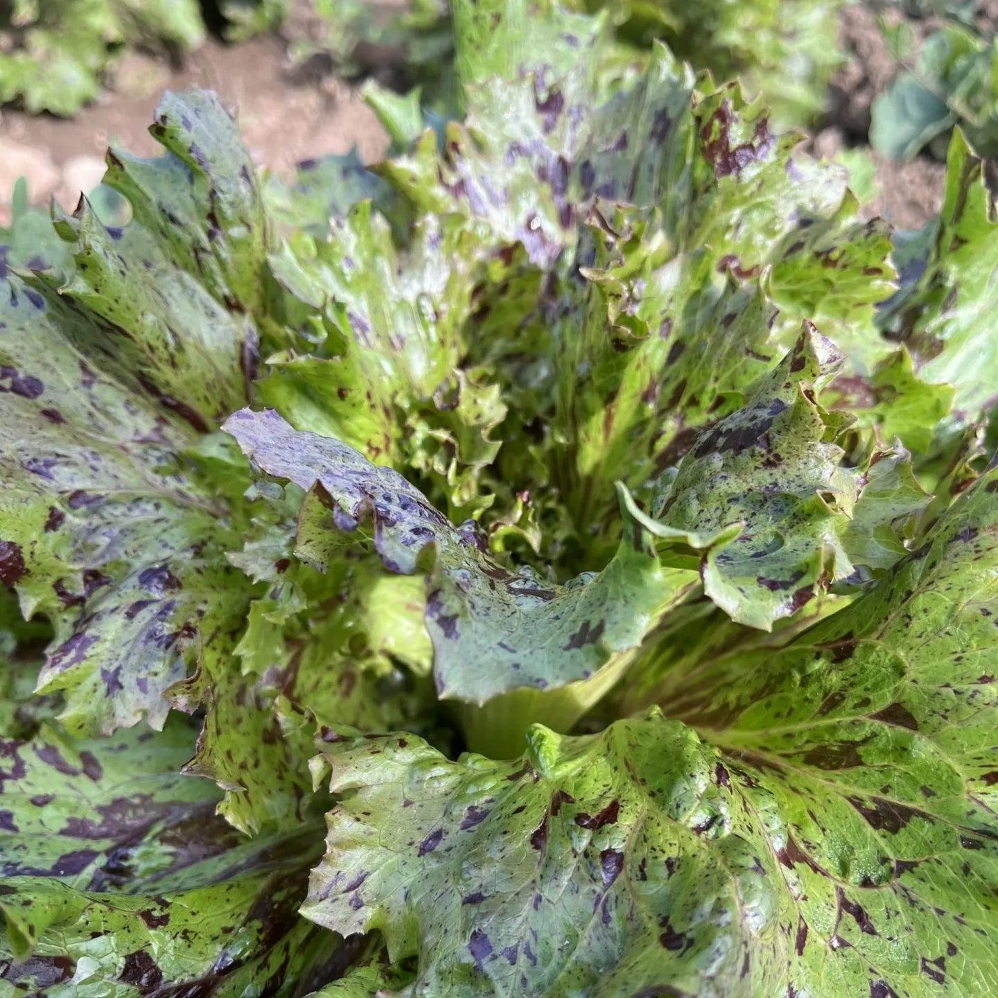 Jester Lettuce