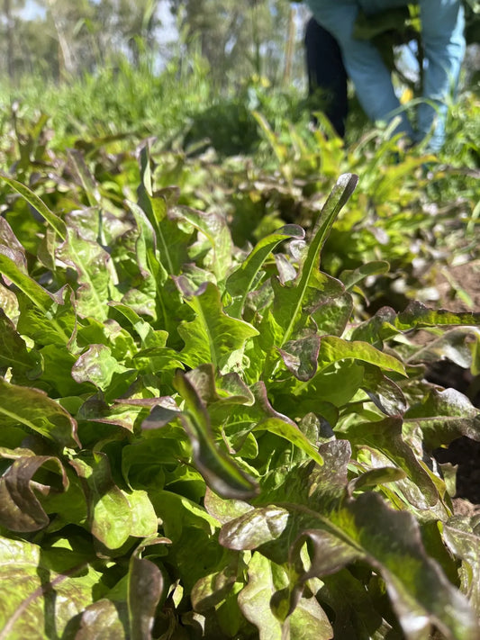Bronze Arrow Lettuce