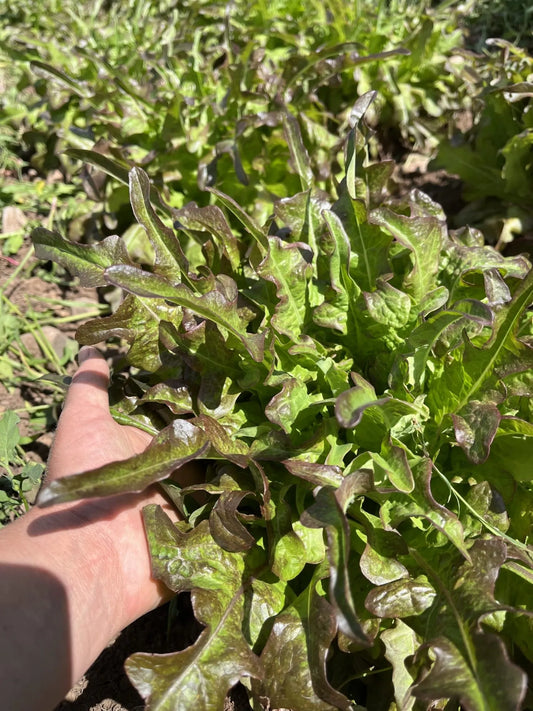 Bronze Arrow Lettuce