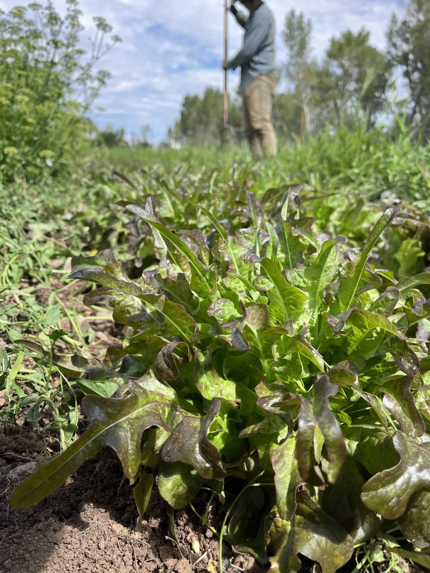Bronze Arrow Lettuce