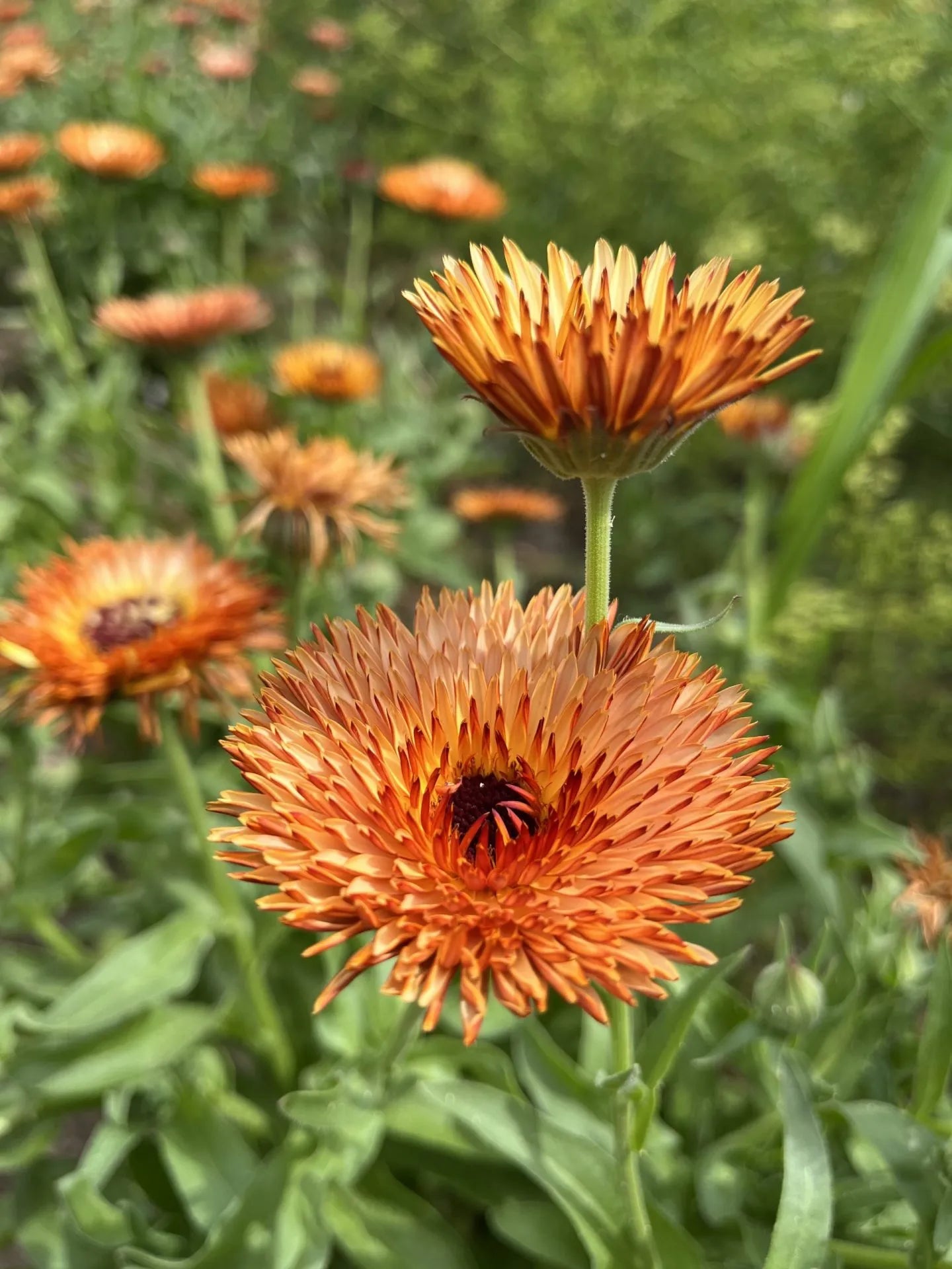 Zeolights Calendula