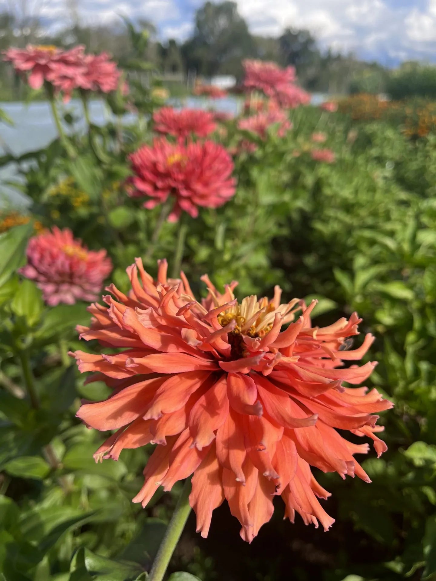 Señorita Zinnia