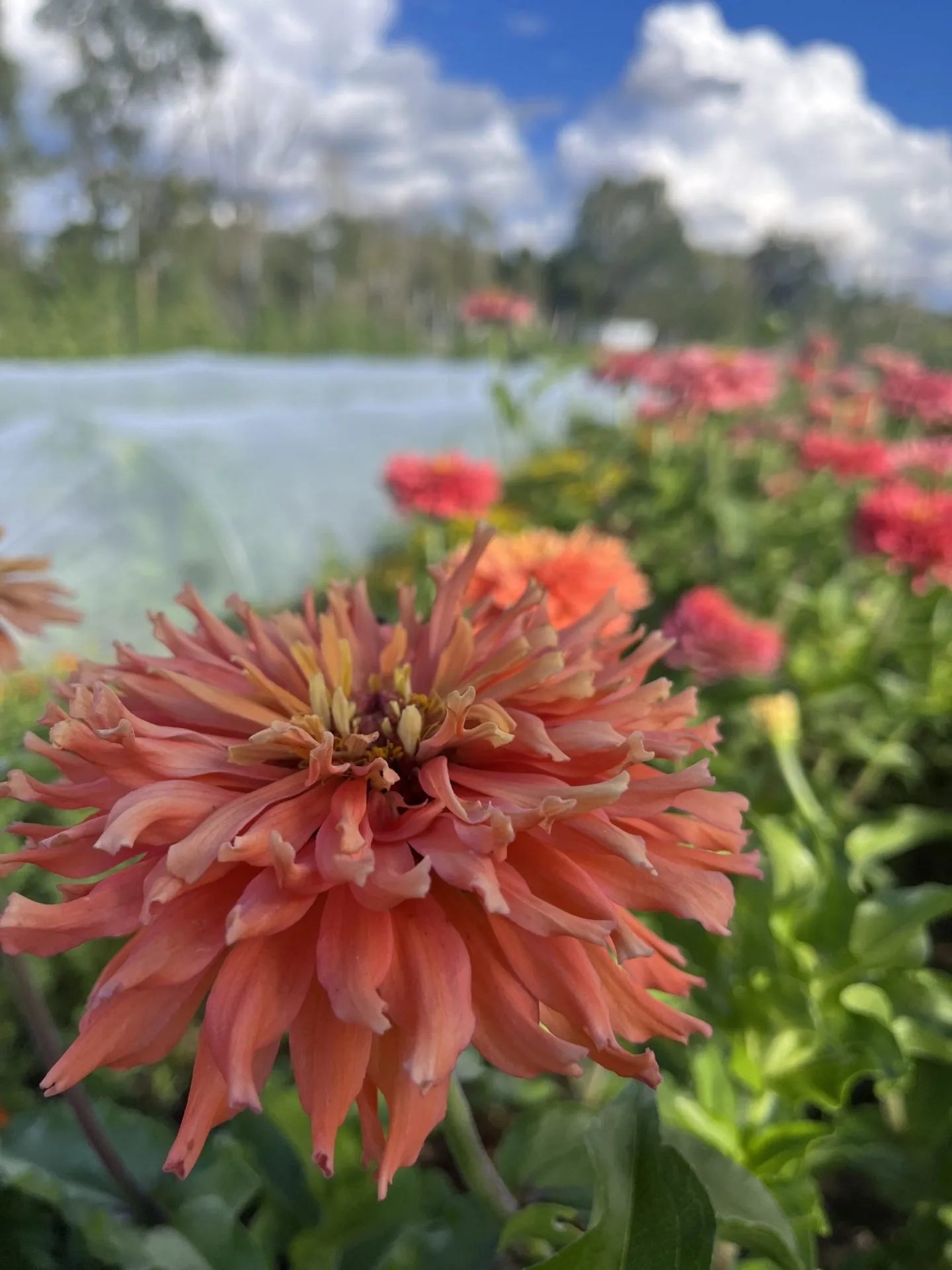 Señorita Zinnia