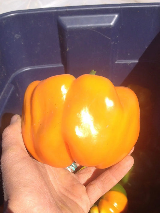 Kevin’s Early Orange Bell Pepper