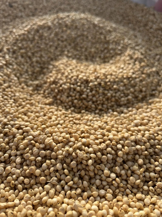 Tepehuano Sorghum
