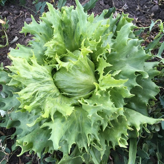 Reine d’ Glaces Lettuce