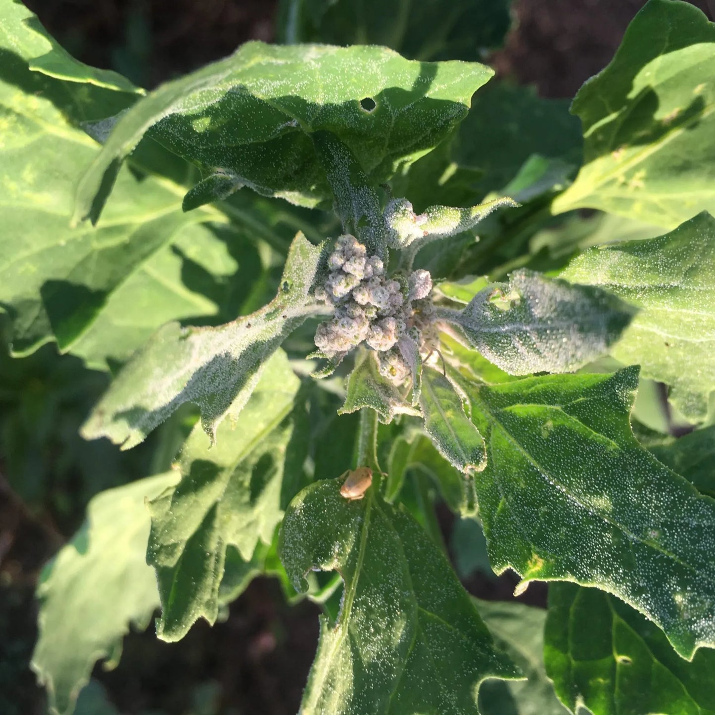 High Desert Quinoa