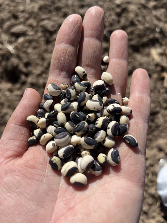 Tohono O’odham Cowpea Bean