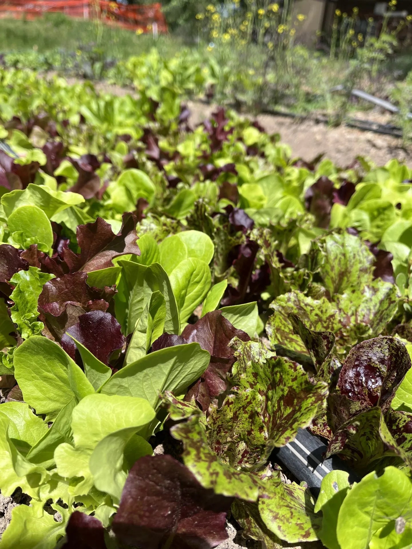 Luscious Crunch Salad Mix