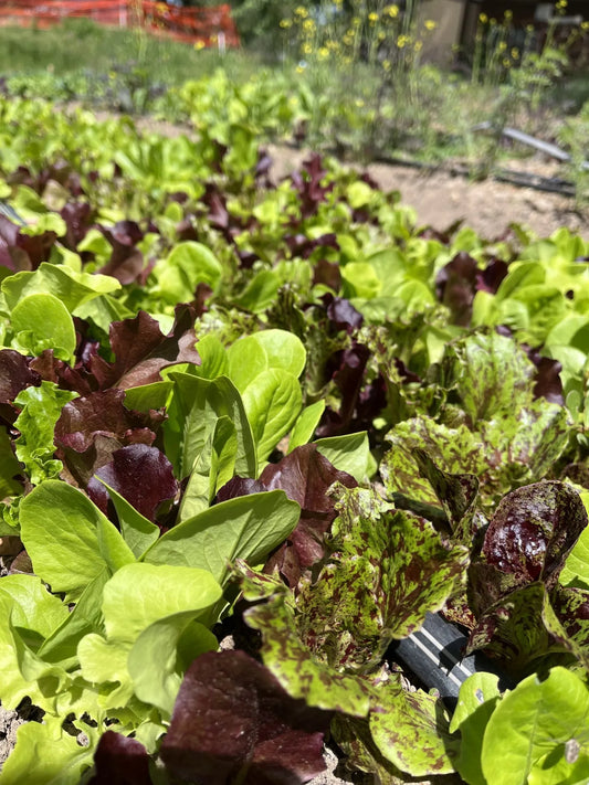 Luscious Crunch Salad Mix