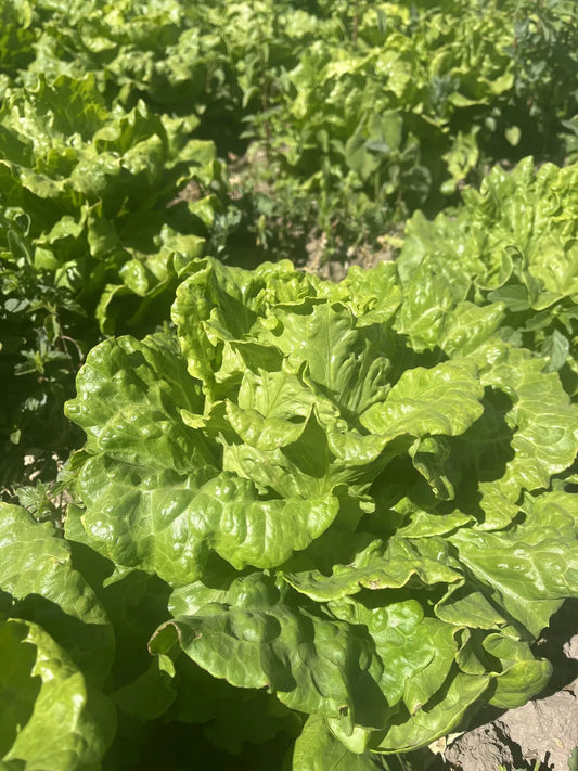 Arianna Lettuce