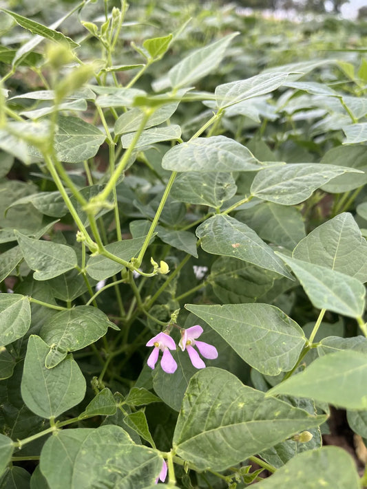 Speckled Blue Tepary Bean