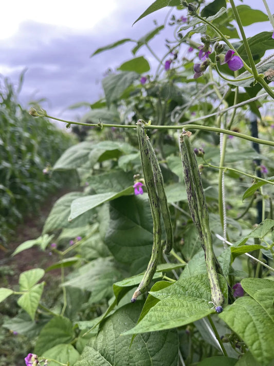 Rattlesnake Bean