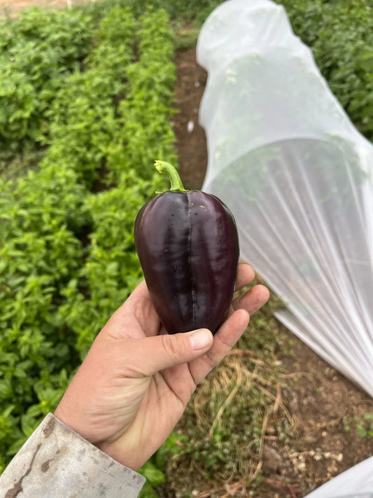 Cardinal Black Pepper