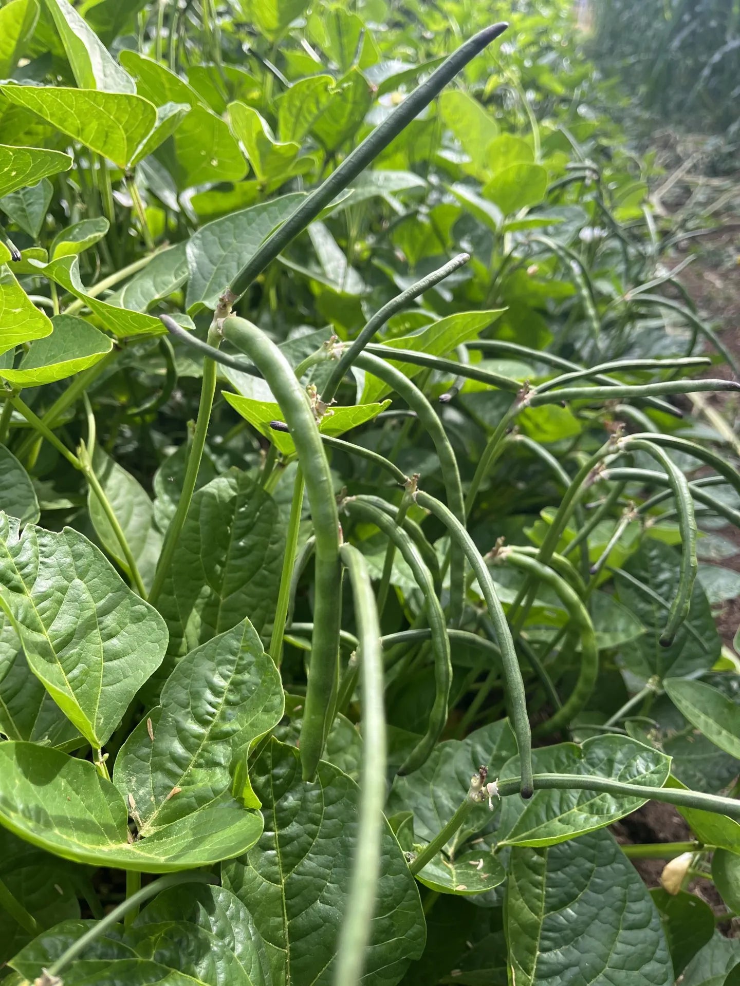 Lofthouse Cowpea Bean