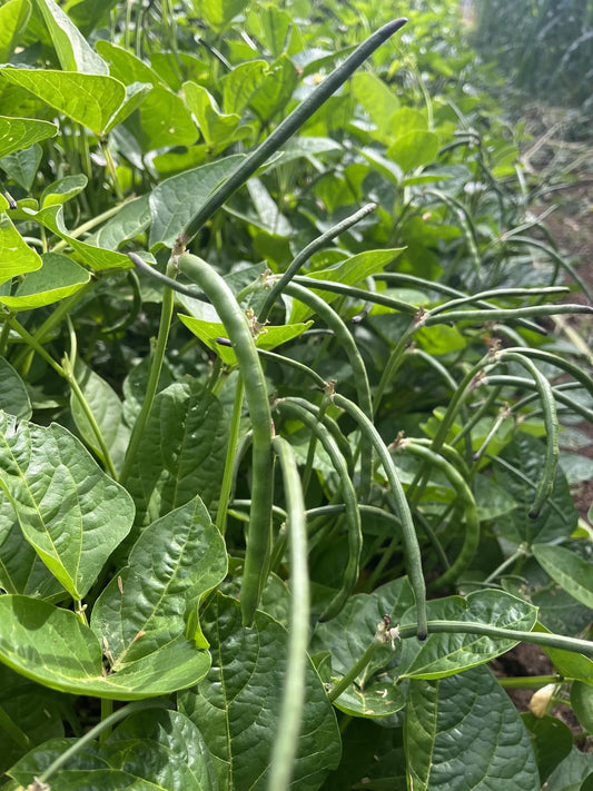 Lofthouse Cowpea Bean