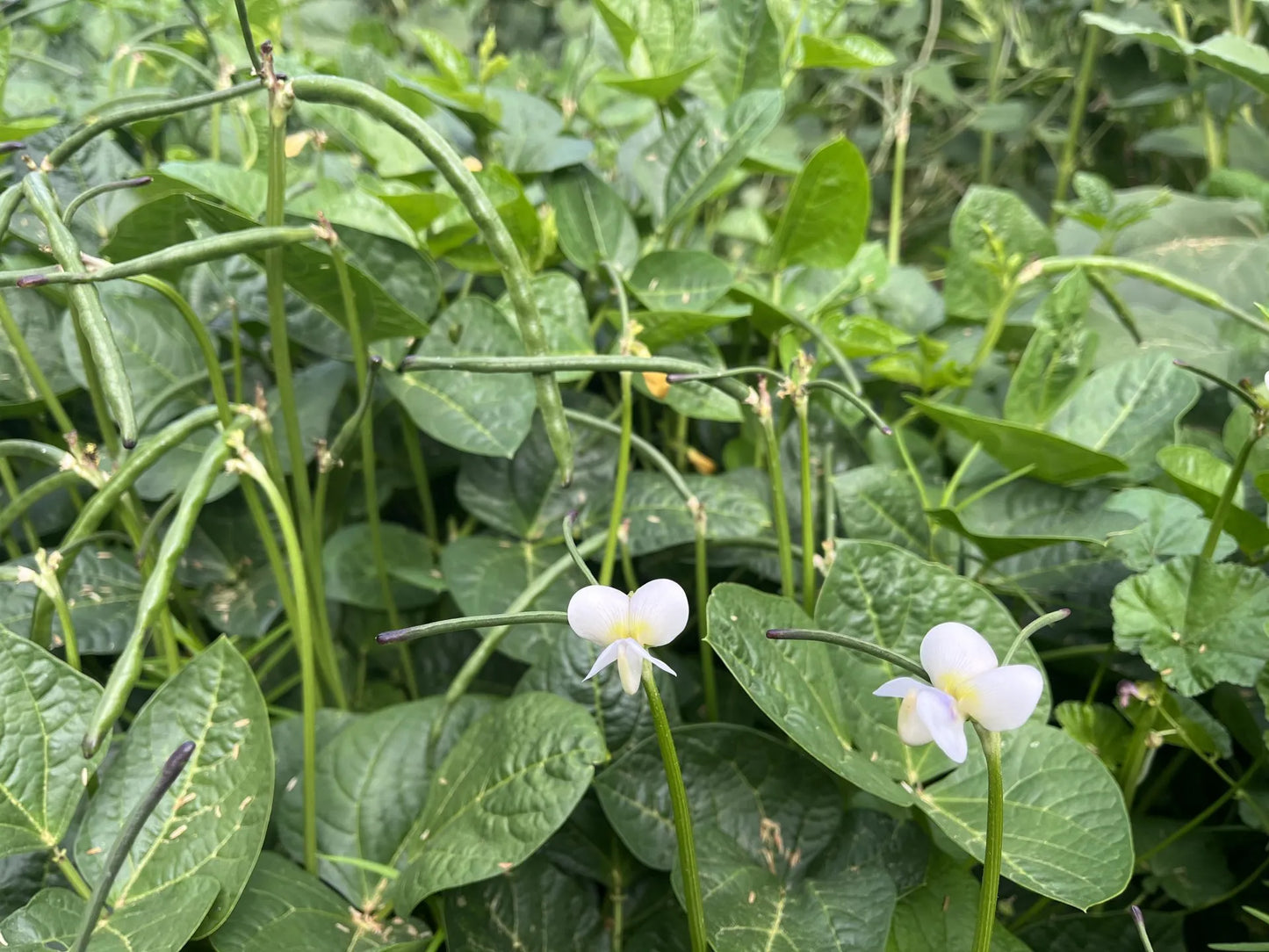 Lofthouse Cowpea Bean