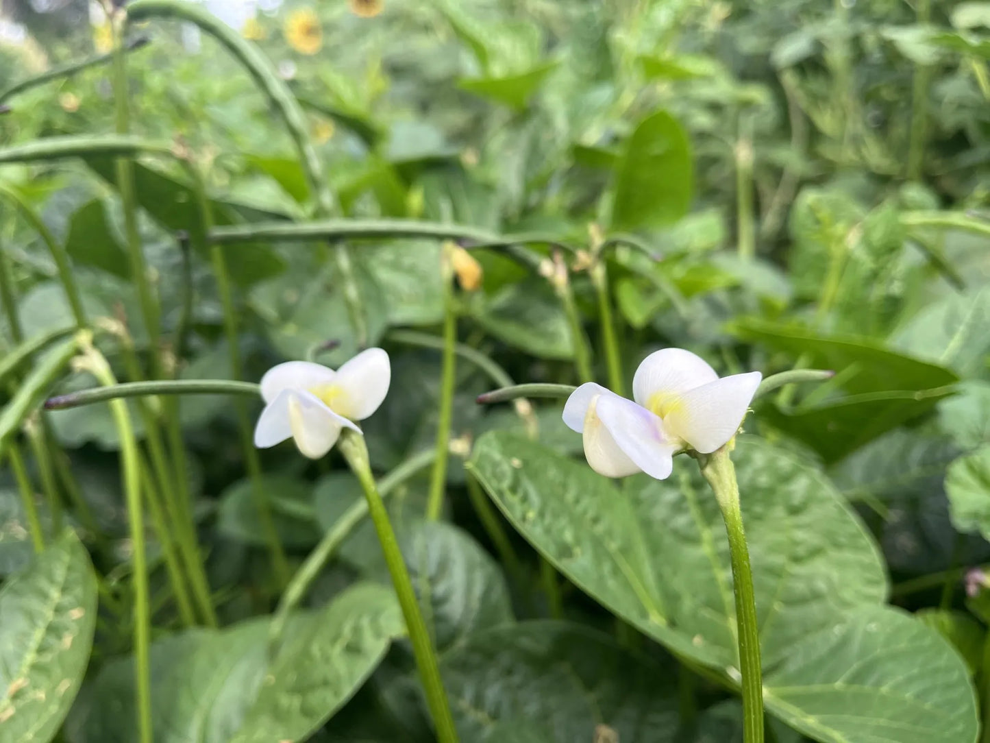 Tohono O’odham Cowpea Bean