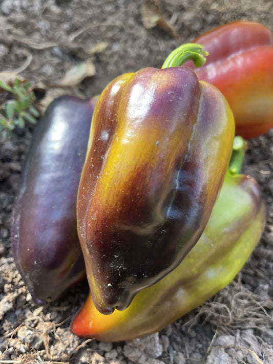 Cardinal Black Pepper