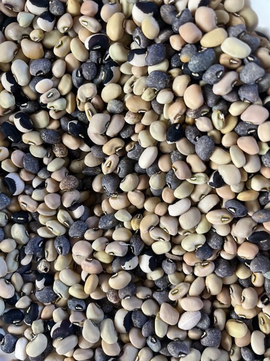 Lofthouse Cowpea Bean
