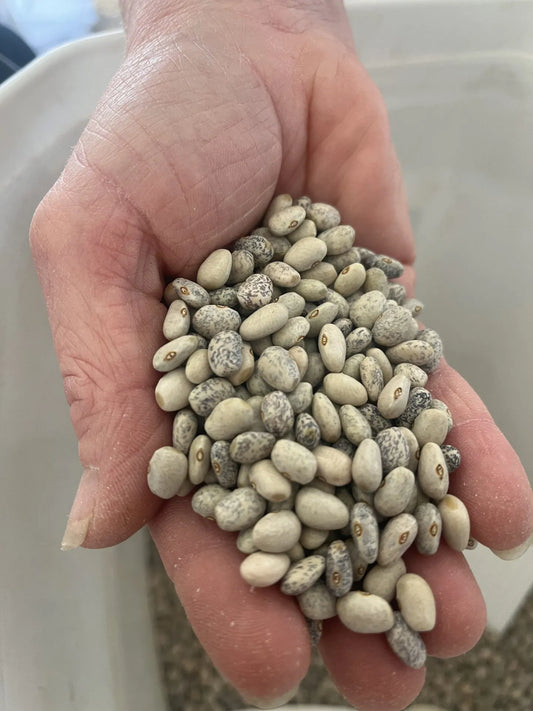 Speckled Blue Tepary Bean