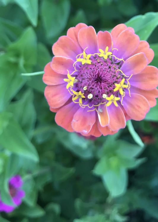 Lilliput Zinnia