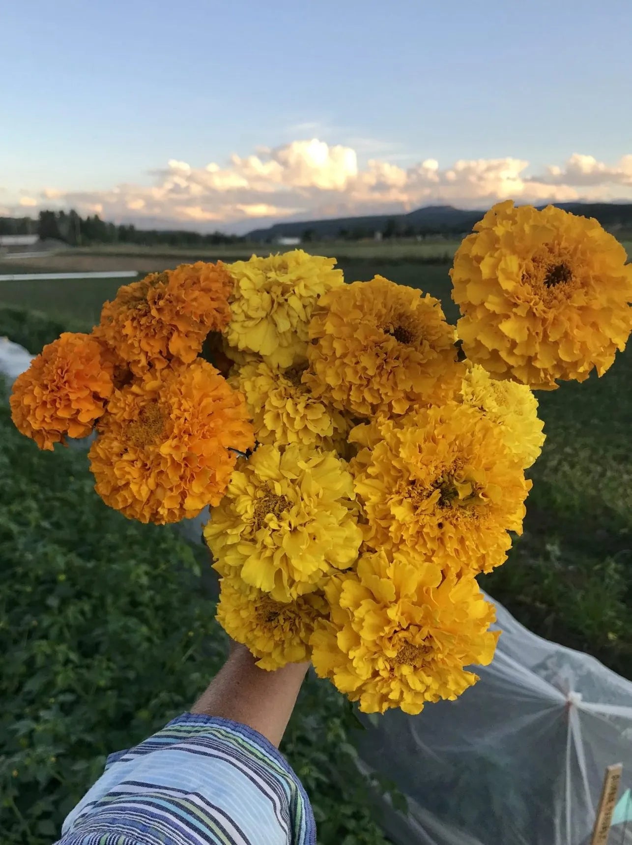 Crackerjack Marigold
