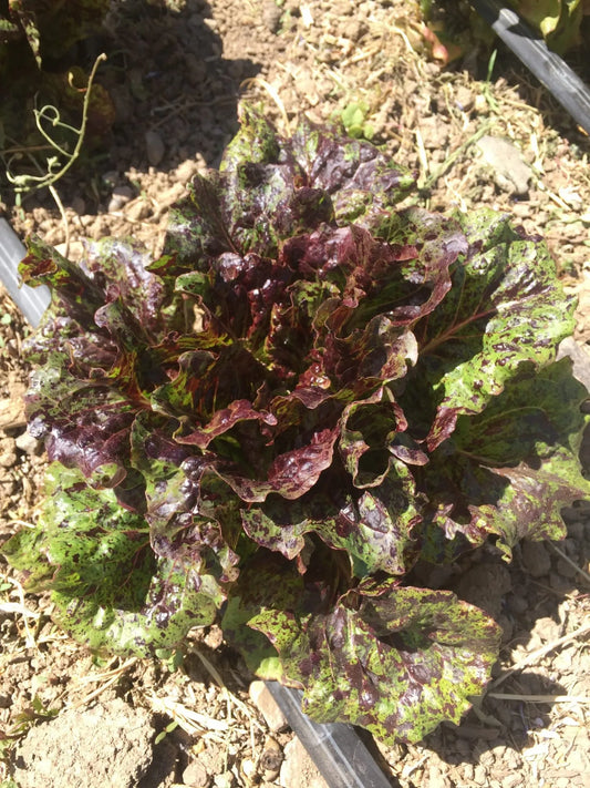 Mayan Jaguar Lettuce