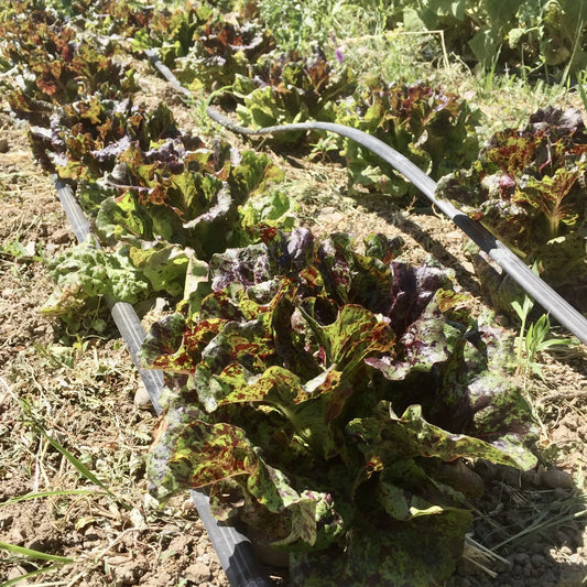 Mayan Jaguar Lettuce
