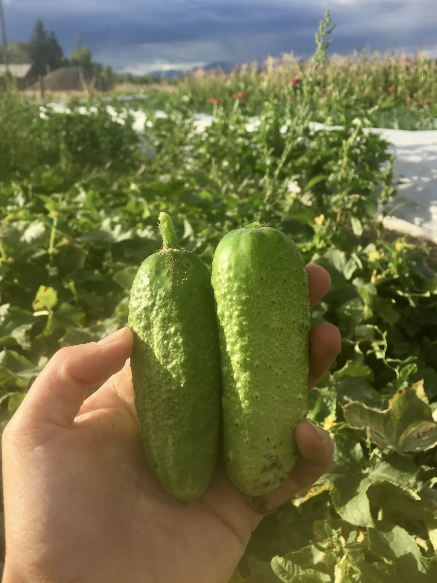 Vorgebirgstrauben Cucumber