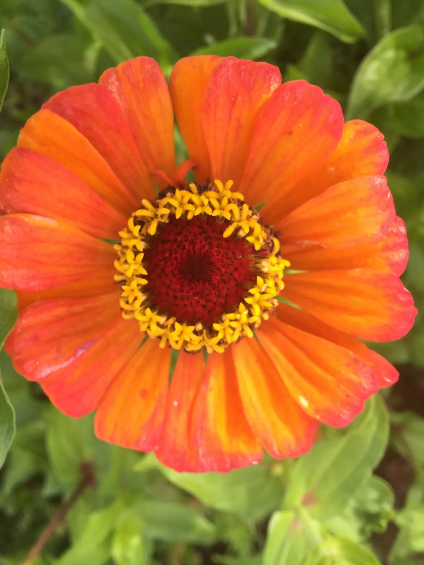 Lilliput Zinnia