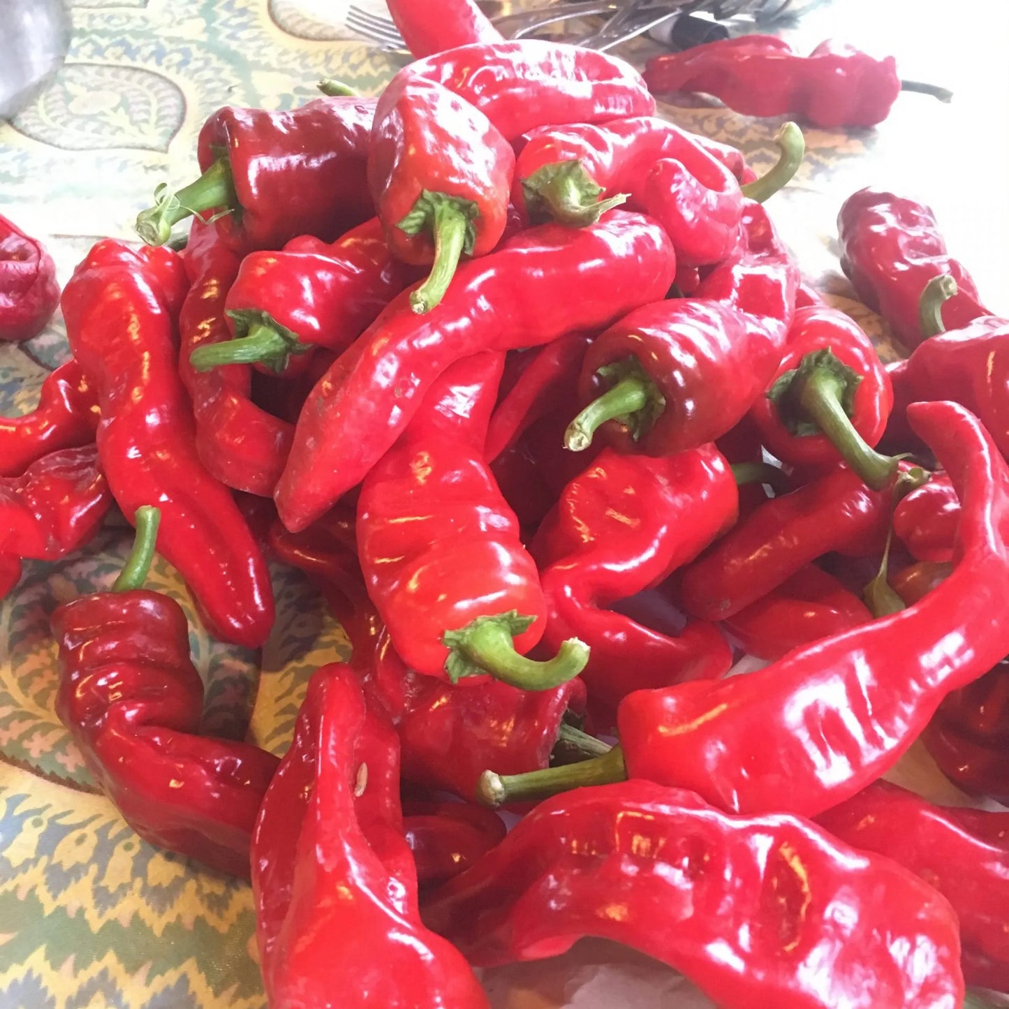 Melrose Pepper