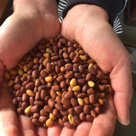 Paiute Gold Tepary Bean